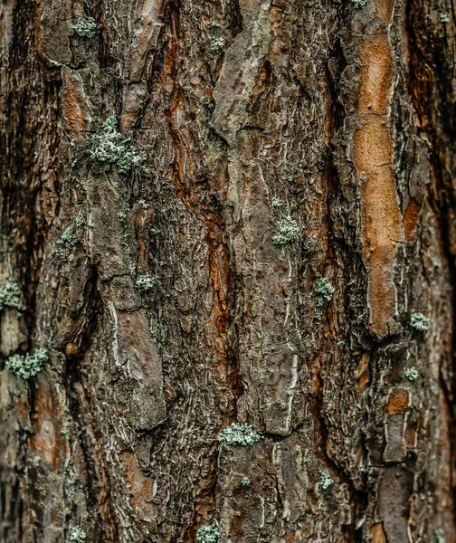 Büyük uzun çam kabuğu kahverengi ağaç gövdesi yosunları. — Stok fotoğraf