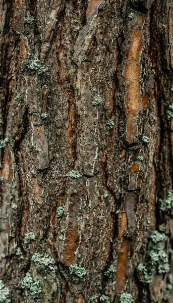 Gran corteza de pino alto árbol marrón musgo tronco — Foto de Stock