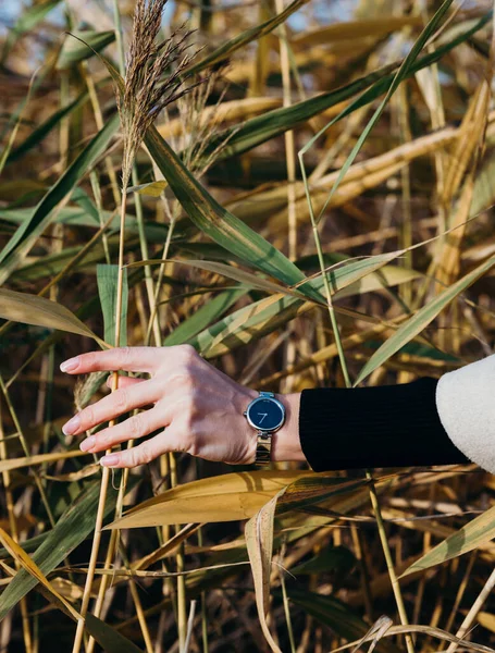 Droge riet en blauwe lucht herfst. wandeling wandelen weer seizoen — Stockfoto