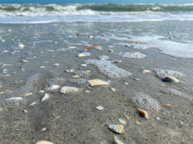 Sanibel Adası Florida plajı deniz kabukları