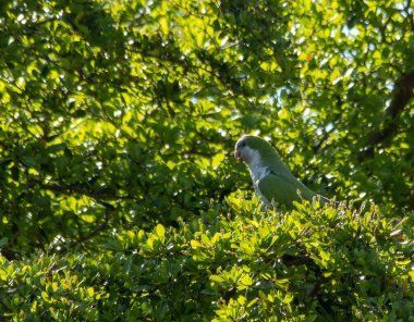 Cape Coral Florida 'da ağaçta papağan