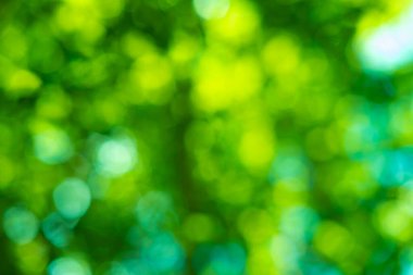 soyut yeşil bulanık ve güneş ışığı arkaplanı