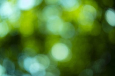 soyut yeşil bulanık ve güneş ışığı arkaplanı