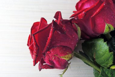 Beyaz arkaplanda kırmızı güller