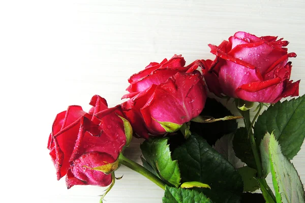 Κόκκινα τριαντάφυλλα σε λευκό φόντο — Φωτογραφία Αρχείου