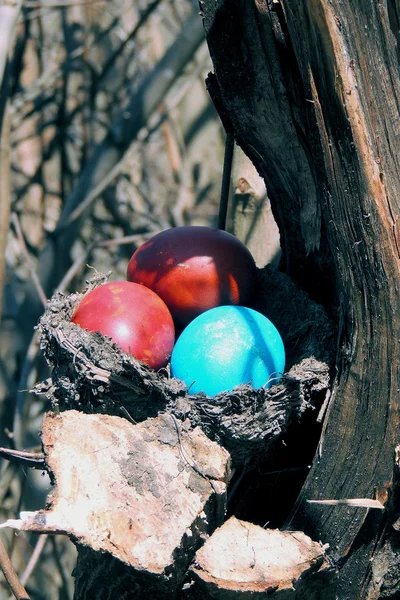 Painted eggs in the nest — Stock Photo, Image