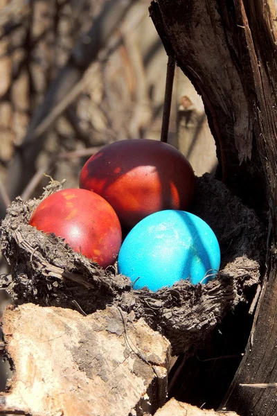 Painted eggs in the nest — Stock Photo, Image