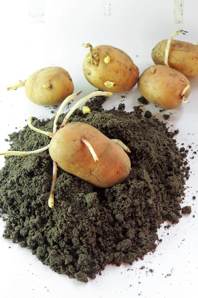 Germogliate patate e terra — Foto Stock