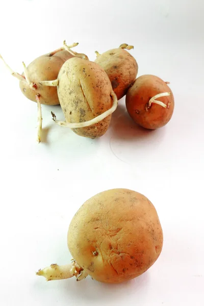 Batatas germinadas e terra — Fotografia de Stock