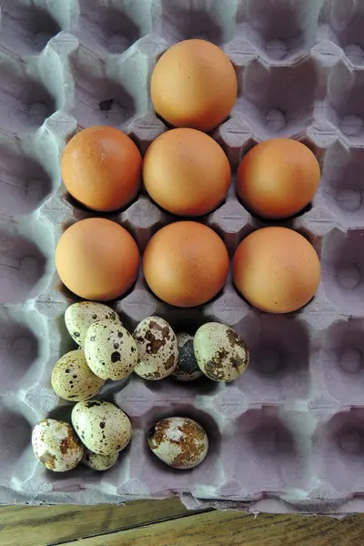 Bıldırcın ve tavuk yumurta içinde belgili tanımlık tepsi — Stok fotoğraf