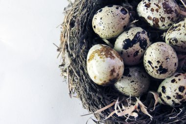 Yuvada bıldırcın yumurtası 