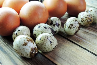 tavuk ve Bıldırcın yumurta 