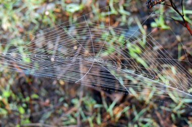 örümcek web portre