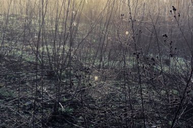 Alanını örümcek ağı