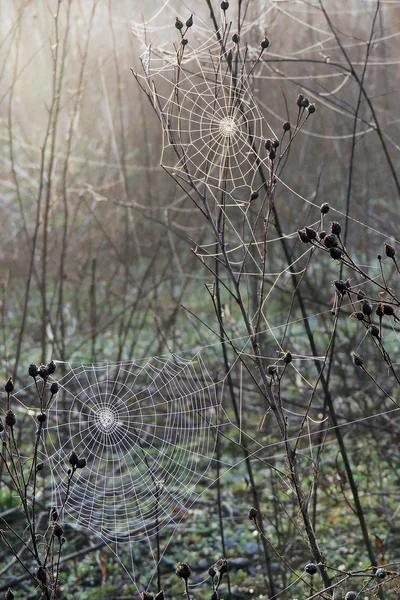 Spinnweben auf dem Feld — Stockfoto