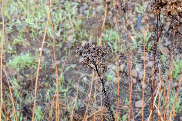 Spindelnät i fältet — Stockfoto