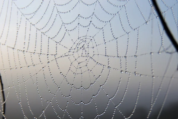 Die Nahaufnahme des Spinnennetzes — Stockfoto