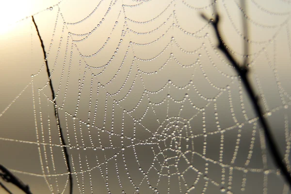 Spider web closeup — Stock fotografie
