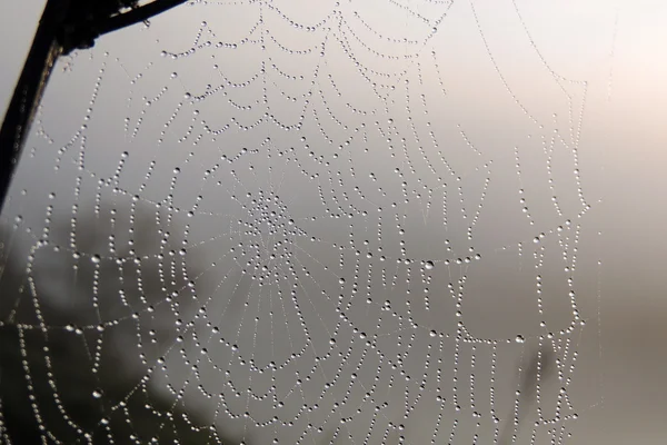 El primer plano de la telaraña — Foto de Stock