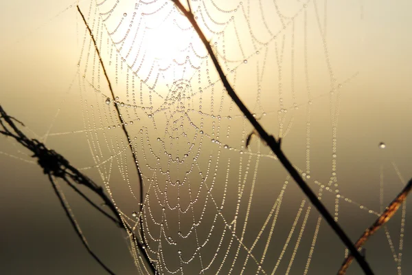 Spider web zbliżenie — Zdjęcie stockowe