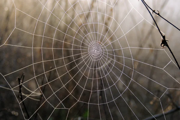 Spider web zbliżenie — Zdjęcie stockowe