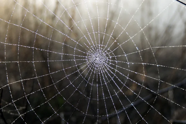 Spider web closeup — Stock fotografie