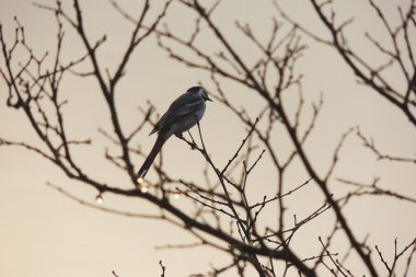Günbatımında ağacında bir kuş