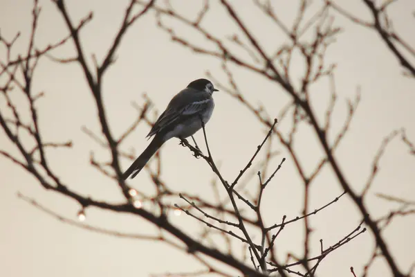 夕暮れ時、木の鳥 — ストック写真