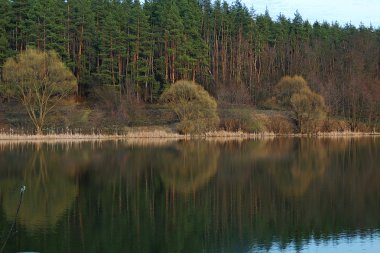 Orman ve su onun yansıması 