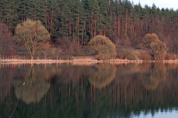 A floresta e sua reflexão sobre a água — Fotografia de Stock