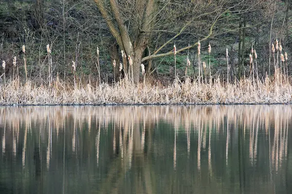 Las cañas y el reflejo en el agua — Foto de Stock