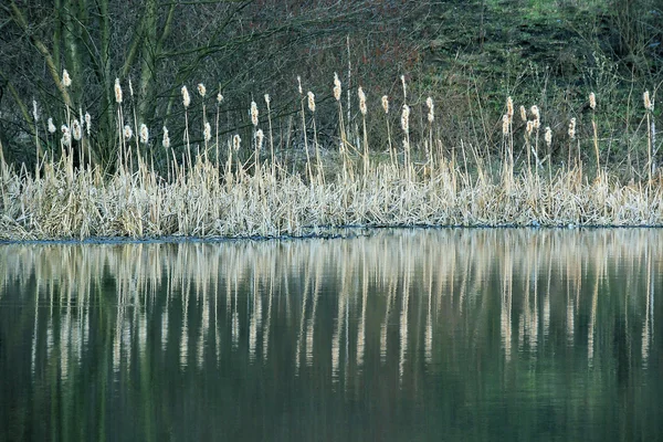 Schilf und Spiegelung im Wasser — Stockfoto