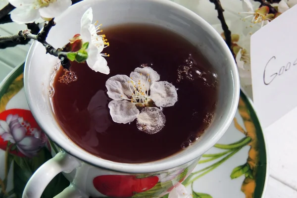 Tee, blühender Aprikosenzweig — Stockfoto
