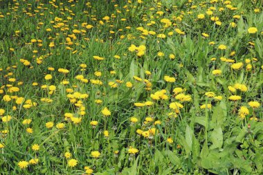 Tohumları rüzgarda savrulan karahindiba. Açık mavi gökyüzünde fotokopi uzayı ile birlikte. 