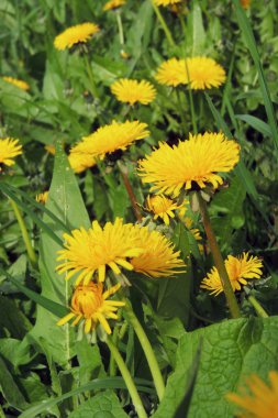 Tohumları rüzgarda savrulan karahindiba. Açık mavi gökyüzünde fotokopi uzayı ile birlikte.