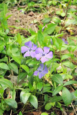Pembe Çiçek Bahçe, Batı Hint deniz salyangozu, Madagaskar Cezayir menekşesi, Catharanthus çevresi, Cezayir menekşesi çiçek, Bringht göz 