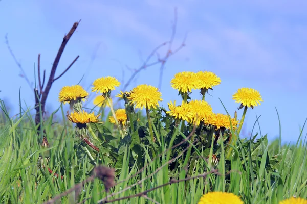 Löwenzahn mit Samen, die im Wind über einen klaren blauen Himmel mit Kopierraum wehen — Stockfoto