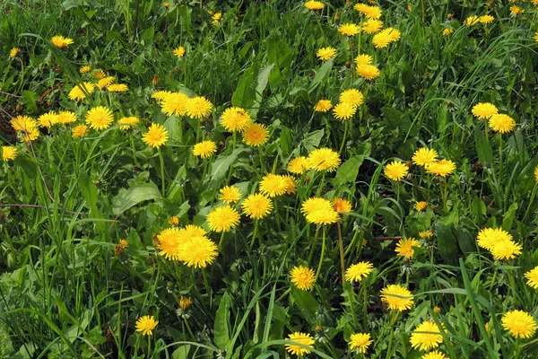 Dandelion com sementes que fundem afastado no vento através de um céu azul desobstruído com espaço da cópia — Fotografia de Stock