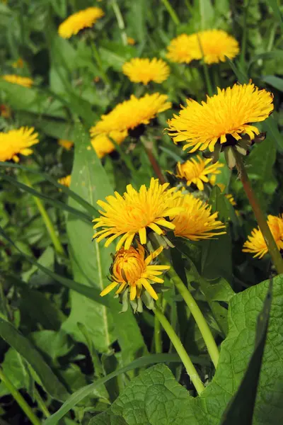 Löwenzahn mit Samen, die im Wind über einen klaren blauen Himmel mit Kopierraum wehen — Stockfoto