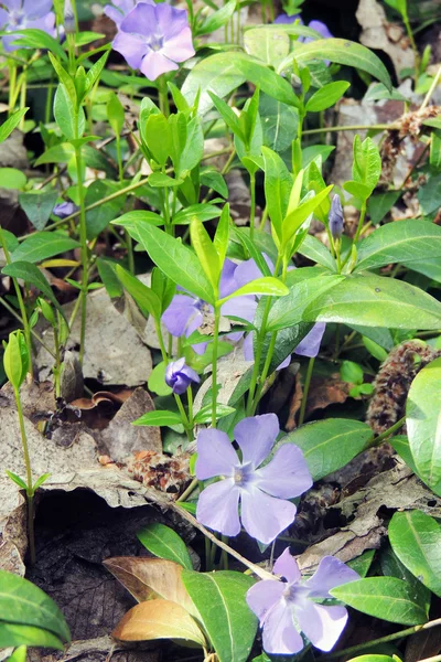 Periwinkle, flor rosa en el jardín, periwinkle de las Indias Occidentales, periwinkle de Madagascar, Catharanthus roseus, flor de vinca, Bringht Eye —  Fotos de Stock