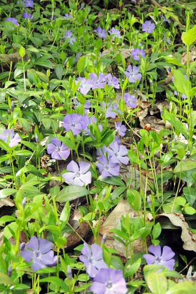 Periwinkle, flor rosa en el jardín, periwinkle de las Indias Occidentales, periwinkle de Madagascar, Catharanthus roseus, flor de vinca, Bringht Eye —  Fotos de Stock