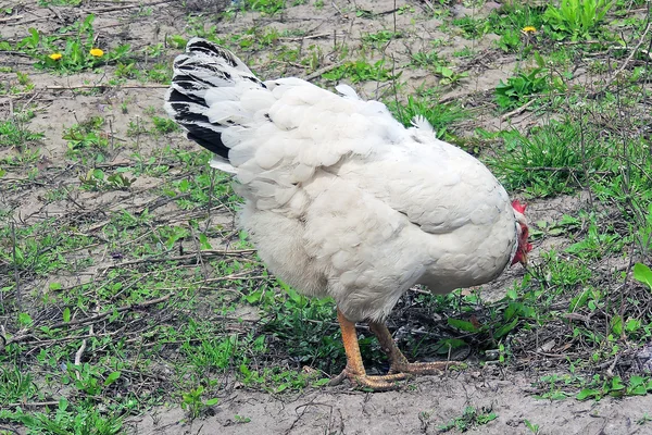 Pollo blanco caminando en el patio, pueblo —  Fotos de Stock