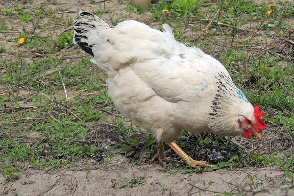 Weiße Hühner gehen im Hof, Dorf — Stockfoto