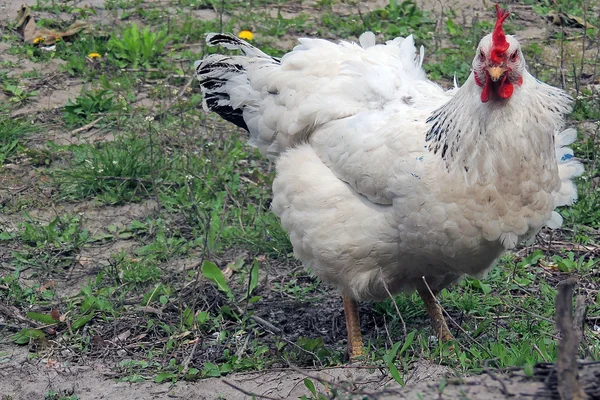 Beyaz tavuk avluda yürüyor, köy — Stok fotoğraf