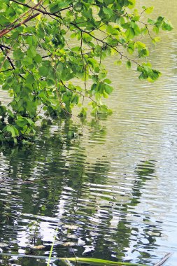 Dal ve su onun yansıması