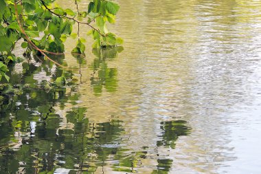 Dal ve su onun yansıması