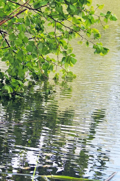 Dal ve su onun yansıması