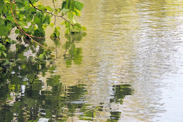 Dal ve su onun yansıması