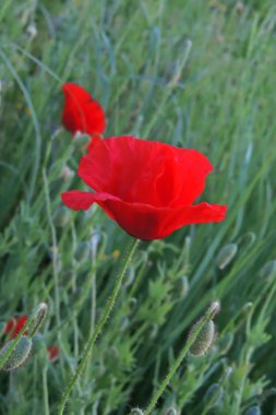 Bahçede büyüyen güzel kırmızı haşhaş