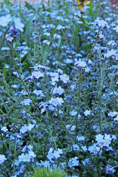 Blå blommor i trädgården — Stockfoto